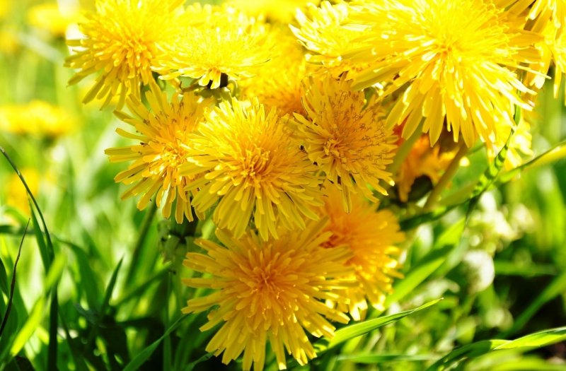 Желтые цветы похожие на одуванчики