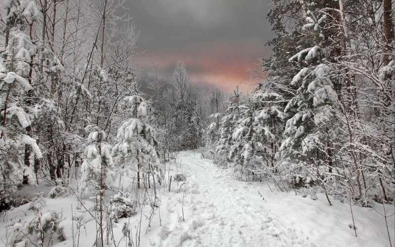 Суровый зимний лес