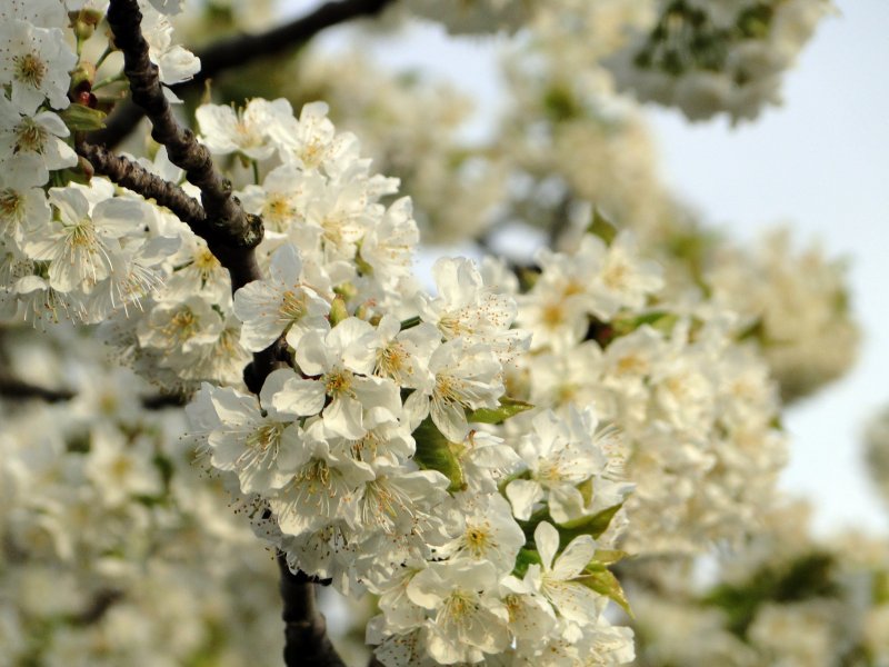 Дерево вишни в белом цветении