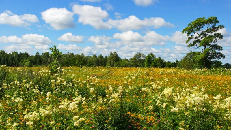 Цветущие Луга Кировской области