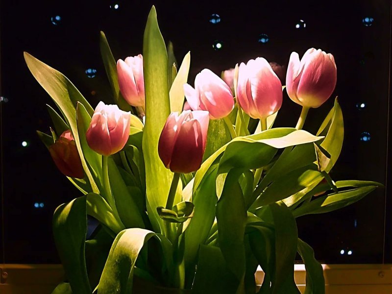 Тюльпаны ночью