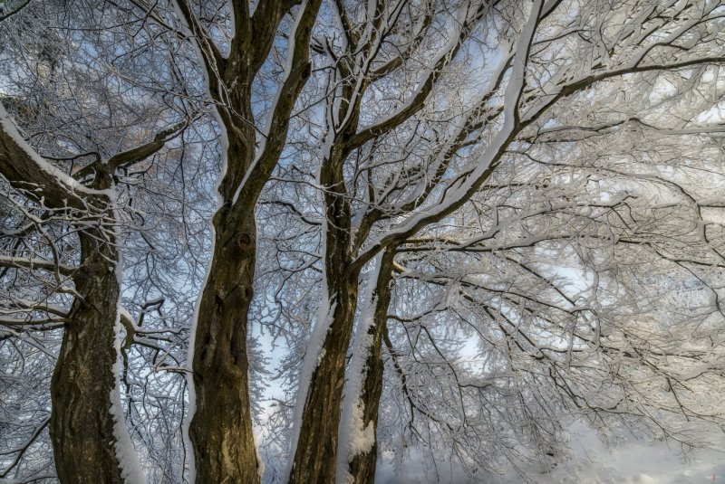 Кроны деревьев зимой