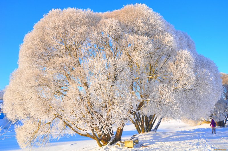 Зимние деревья