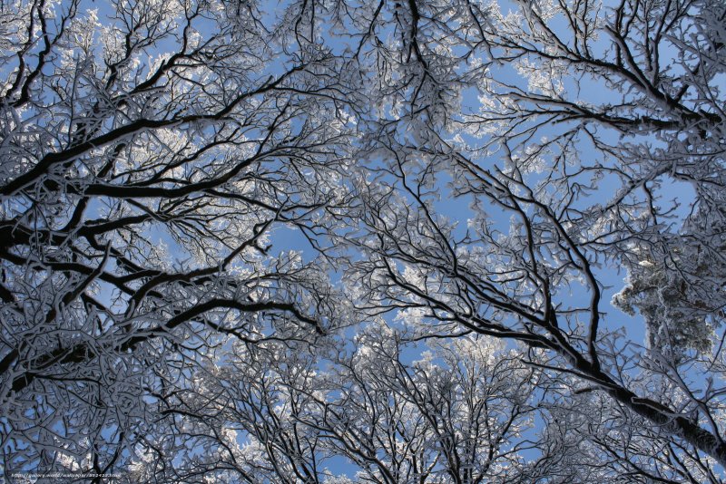Верхушки деревьев зимой