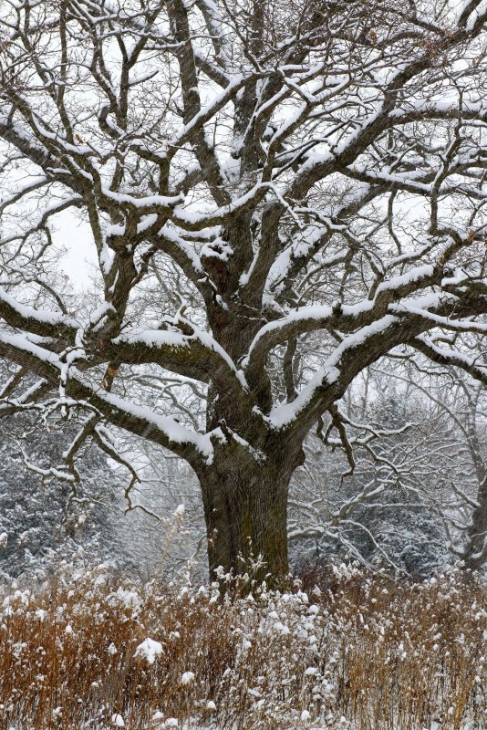 Необычные зимние деревья