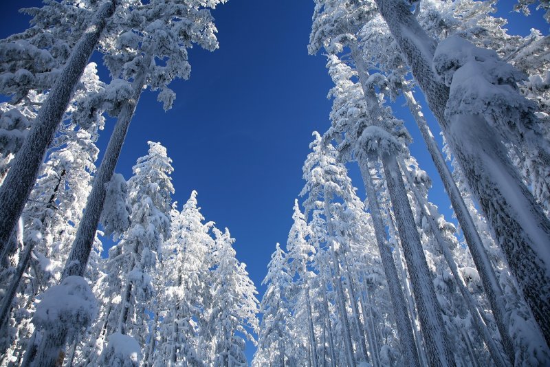 Верхушки деревьев зима