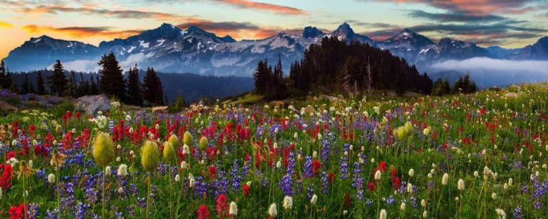 Цветы панорама