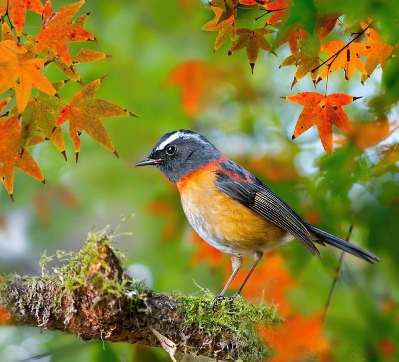 Autumn birds. Осенние птицы. Красивые птицы. Изображение птиц. Птицы в лесу.
