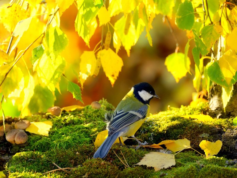 Птицы в осеннем лесу