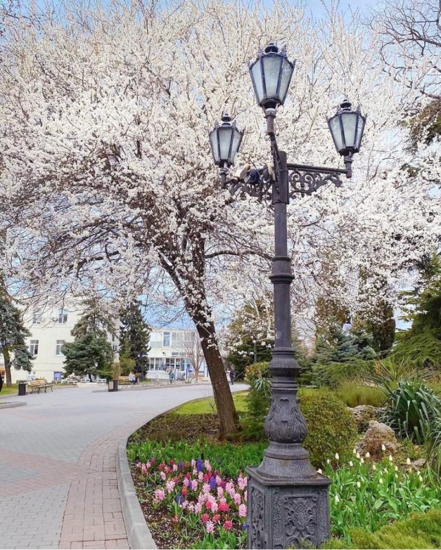 Цветение миндаля в Севастополе