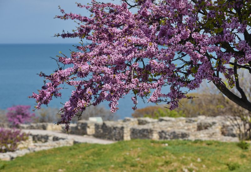 Севастополь море Весна