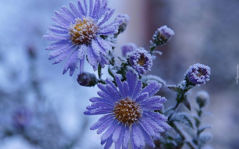Морозко цветок
