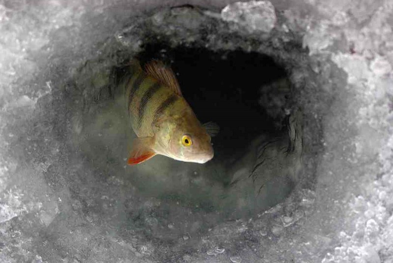 Рыбы зимой подо льдом