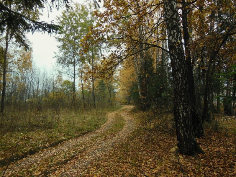 Заревский лес Курск