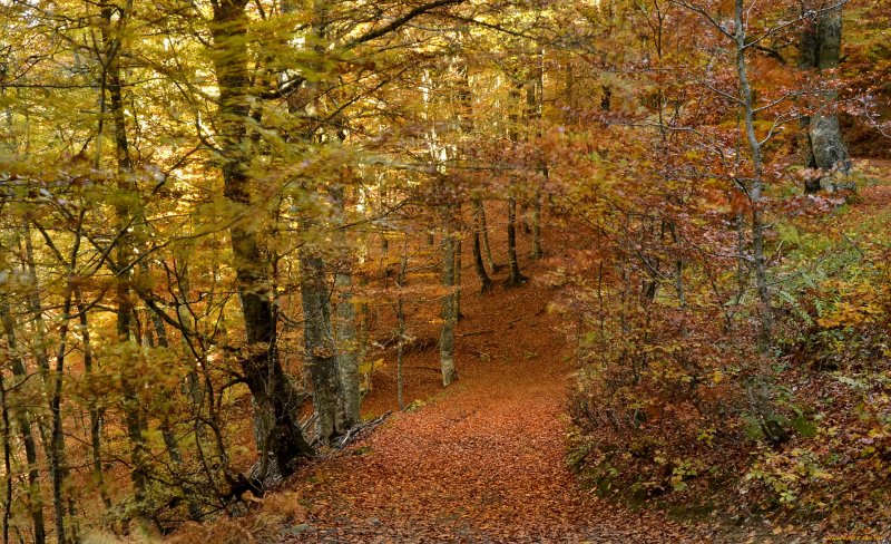Осенняя тропа в лесу