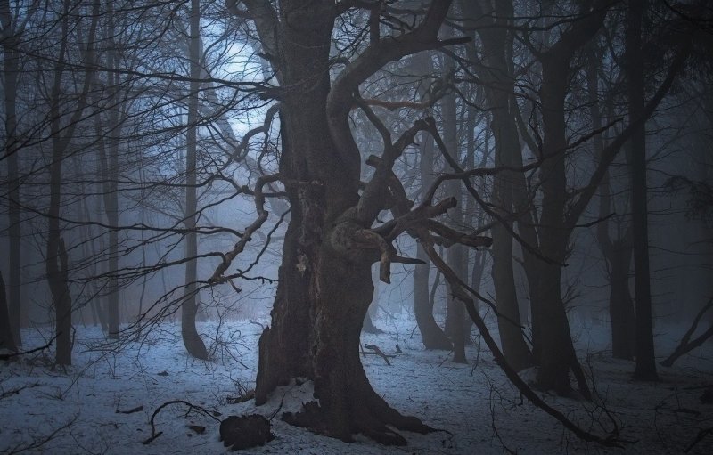 Страшный зимний лес