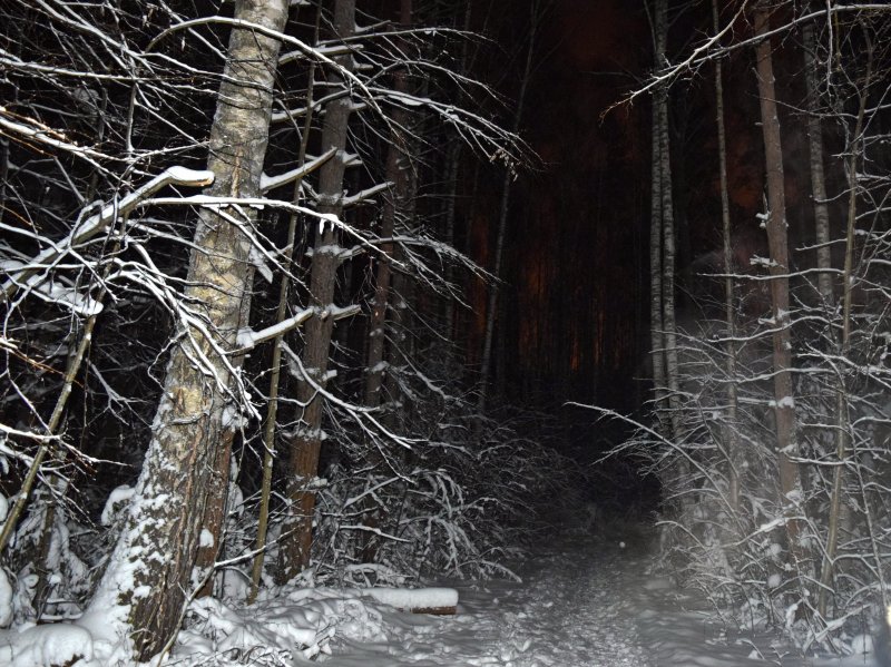 Страшный лес зимой