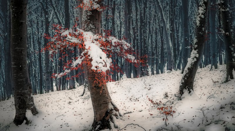 Мрачный зимний лес