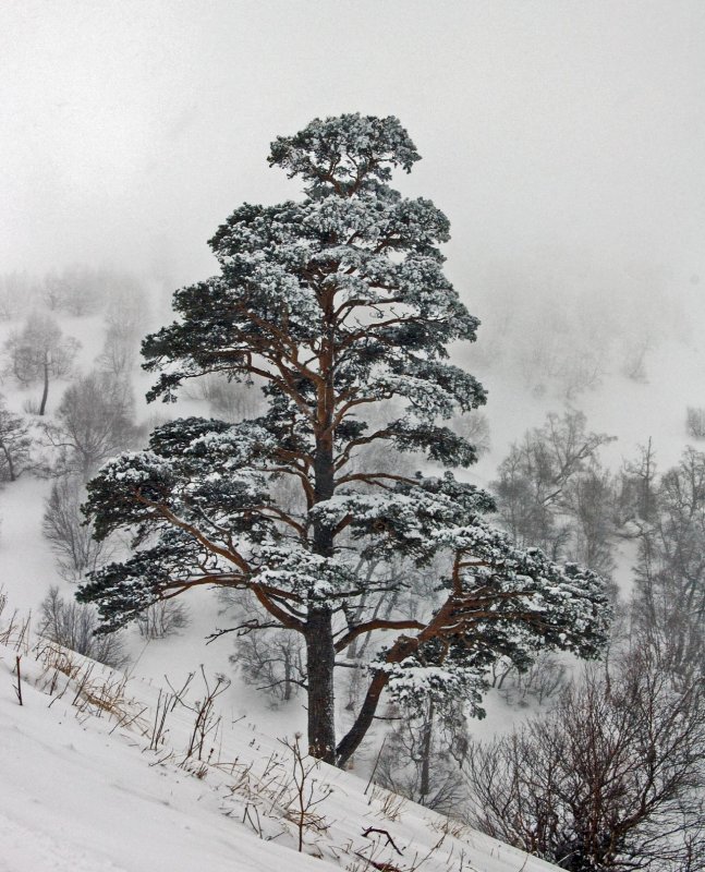 Pinus Hamata