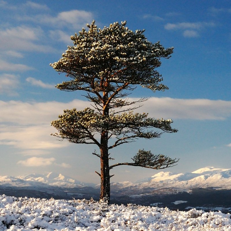 Финская сосна дерево