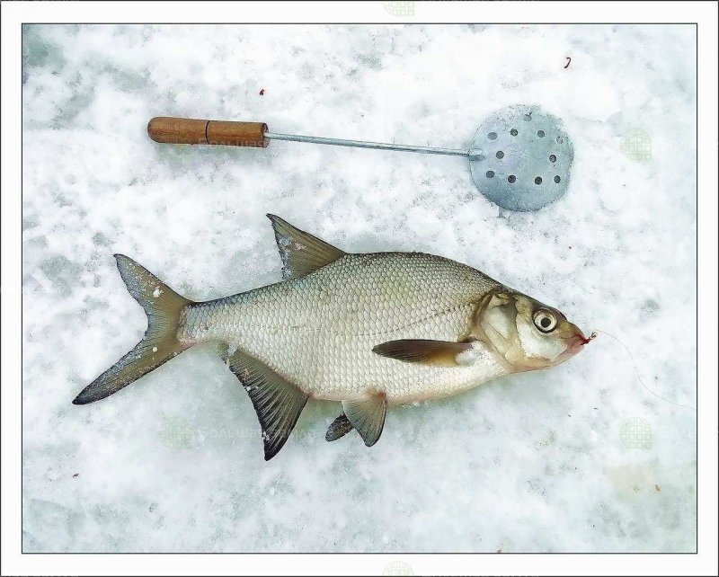 Подлещик на зимней рыбалке