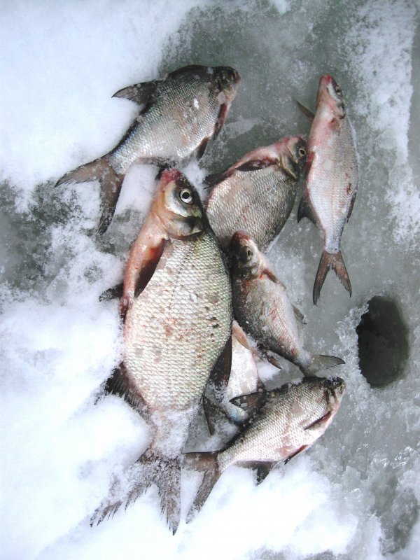 Ловля рыбы зимой