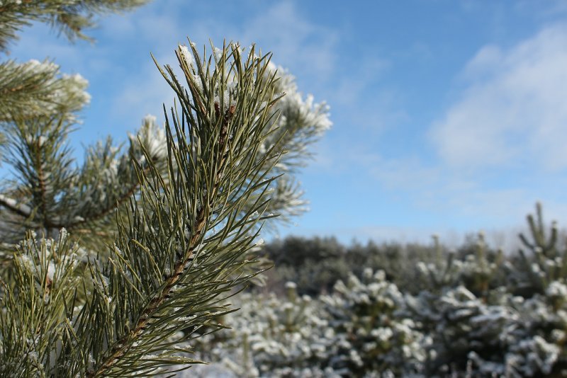 Сосна обыкновенная «Frosty» (Pinus Sylvestris «Frosty»).