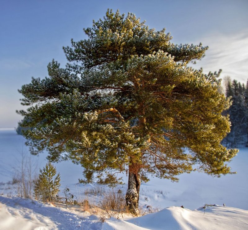 Pinus Sylvestris 'Martham'