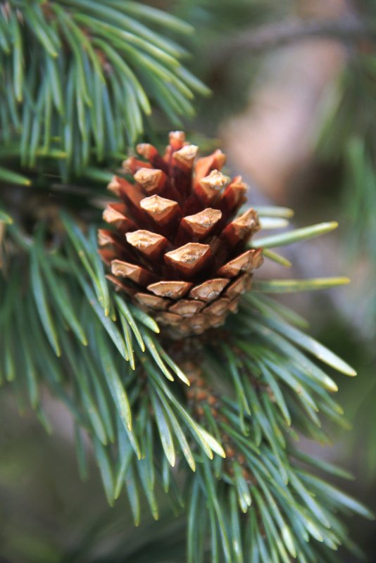 Pinus Sylvestris straznik