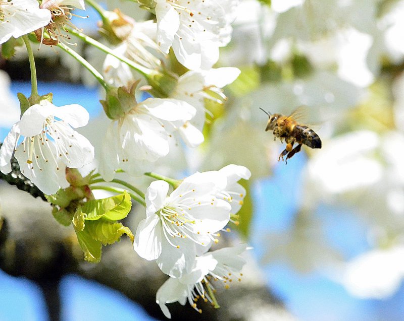 Пчелы Весна цветущие деревья