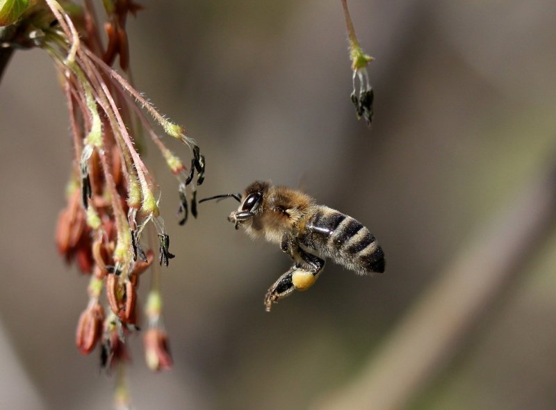 Весенние пчелы