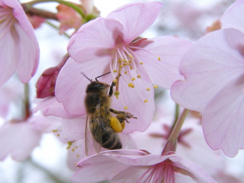 Цветущая вишня с пчелой