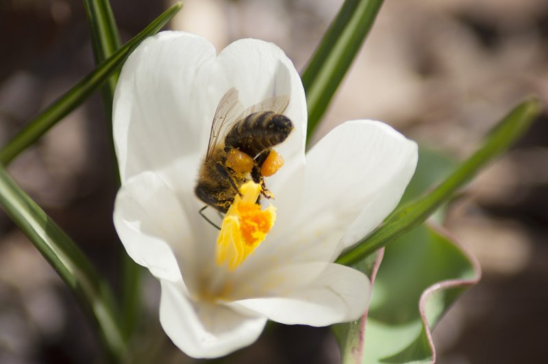Пчелы на весенних цветах