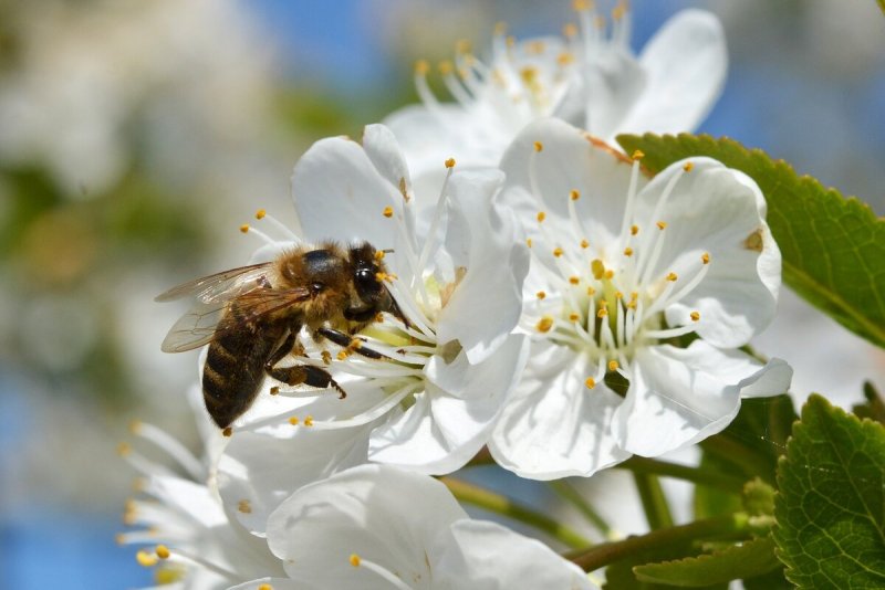 Пчела опыляет яблоню