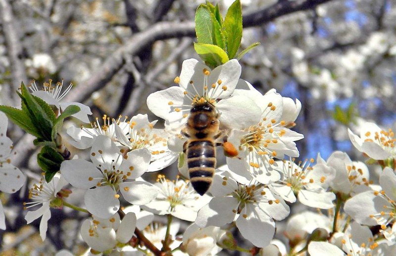 Пчелы на цветущих деревьях