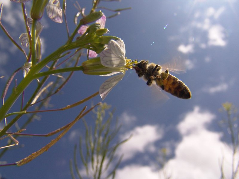 Полёт пчелы