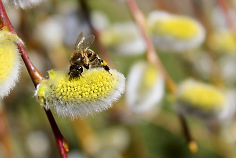 Пчелы весной