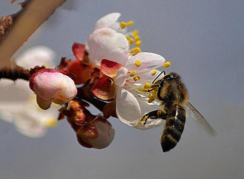 Пчела труженица
