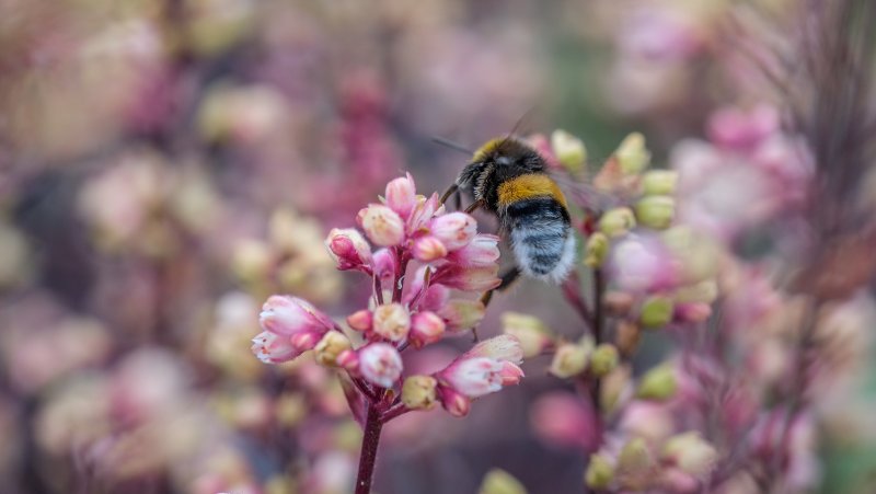 Пчелы природа Весна