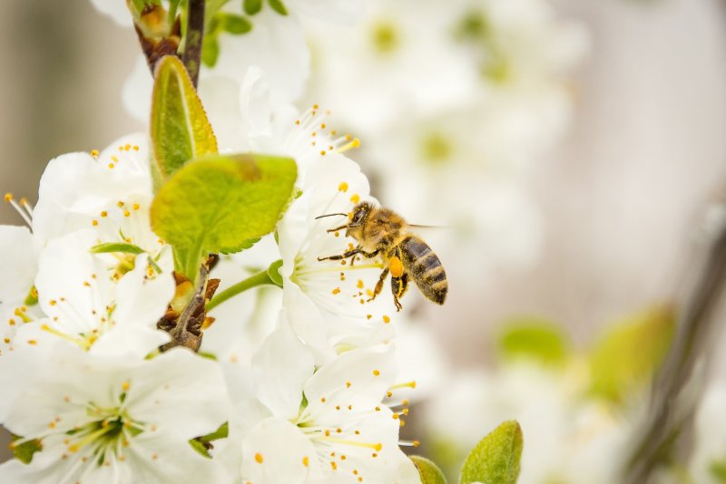 Пчёлы в яблоневом саду