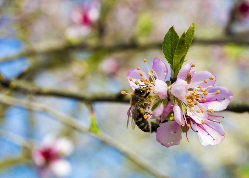 Пчелы Весна цветущие деревья