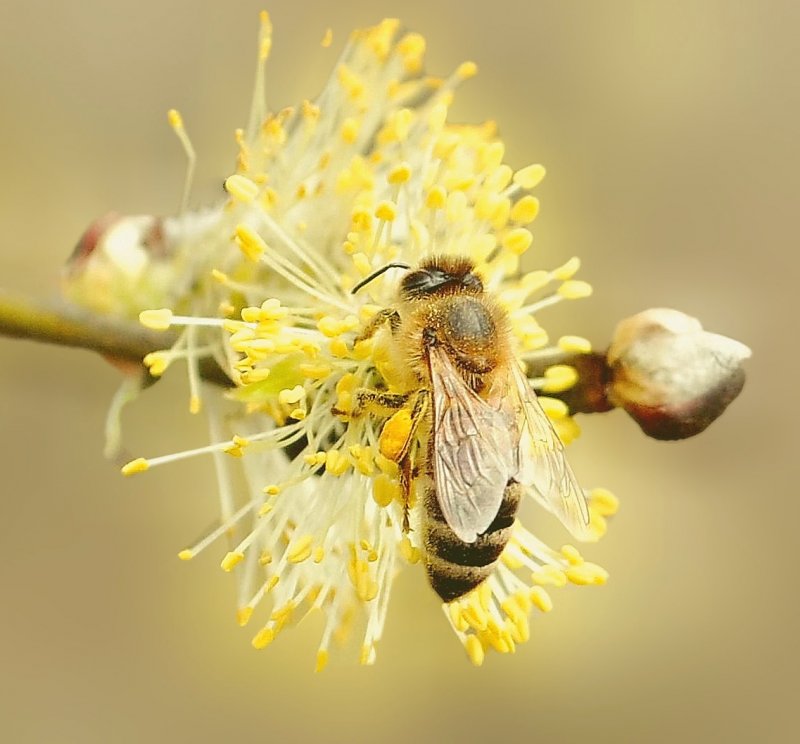 Весна пчелы