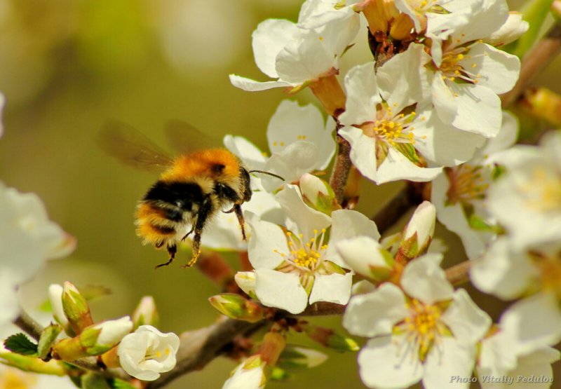 Пчела на цветущей яблоне