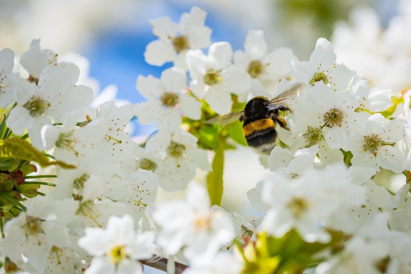 Весна пчелы красивые