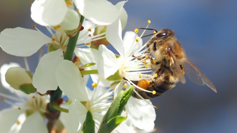 Пчелы на весенних цветах
