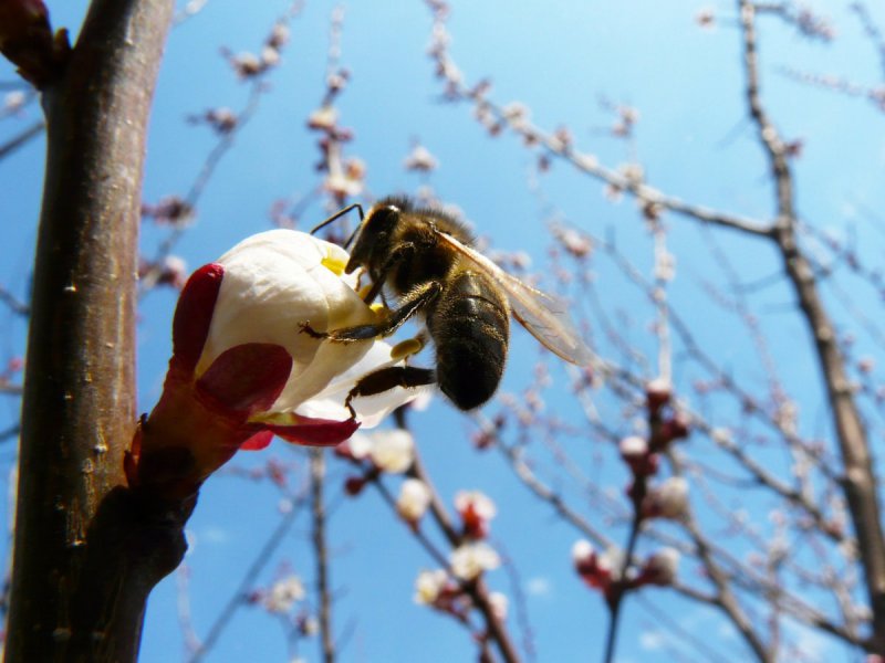 Пробуждение пчел весной