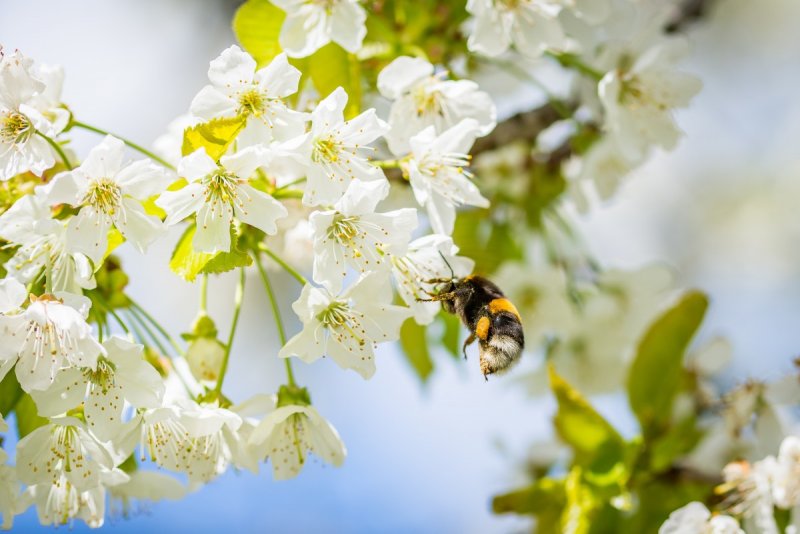 Пчелы опыляют деревья
