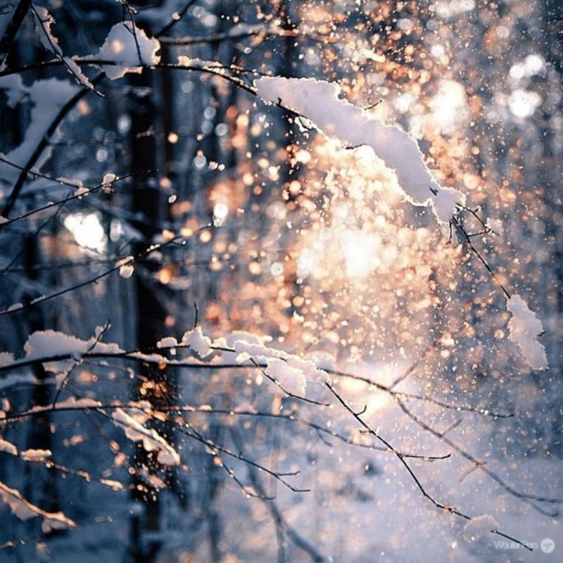 Цветущая вишня в снегу