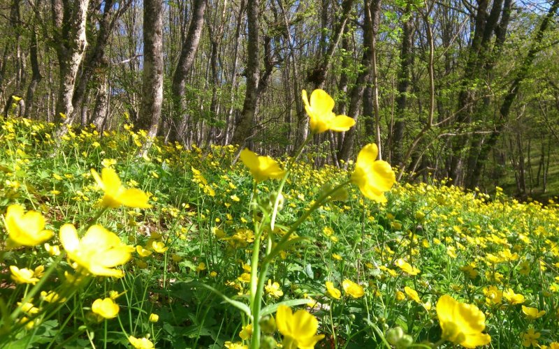 Крымские Лесные жёлтые вессенние цветы