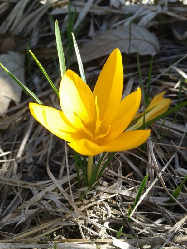 Крокус желтый цветок